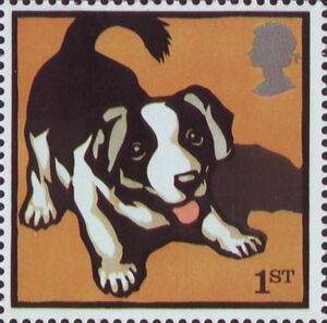 Border Collie (Canis lupus familiaris)