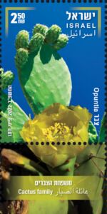 Opuntia Cactus