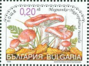 Purple Woodwax (Hygrophorus Russula)