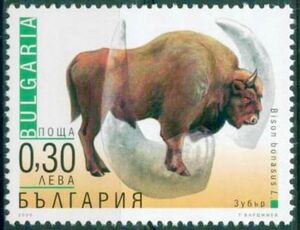 European Bison (Bison bonasus)