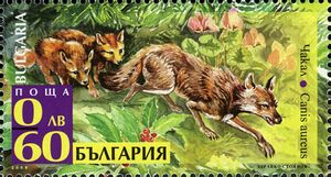 Golden Jackal (Canis aureus)
