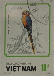 Blue-and-yellow Macaw (Ara ararauna)