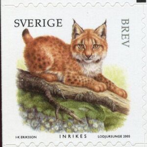 Eurasian Lynx (Lynx lynx)