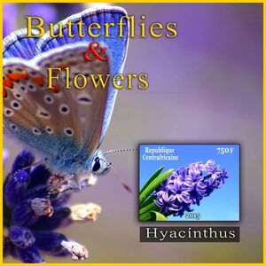 Butterflies and Flowers