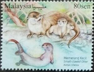 Asian Small-Clawed Otter (Aonyx cinereus)