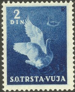 Domestic Goose (Anser anser domestica)