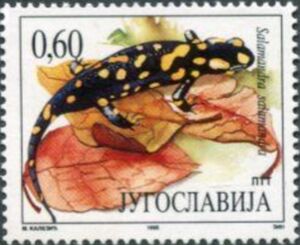 Common Fire Salamander (Salamandra salamandra)