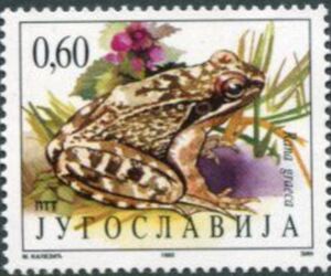 Greek Stream Frog (Rana graeca)