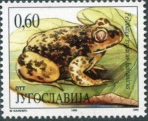 Syrian Spadefoot (Pelobates syriacus balcanicus)