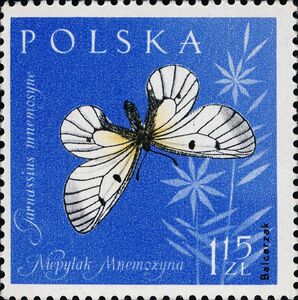 Clouded Apollo (Parnassius mnemosyne)