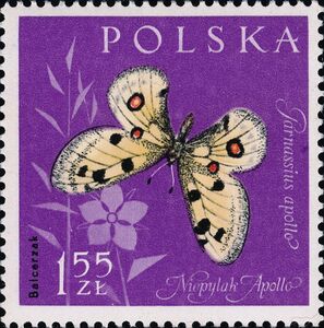 Apollo (Parnassius apollo)