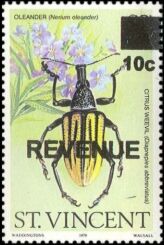 Citrus Weevil (Diaprepies abbreviatus), Oleander