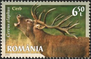 Red Deer (Cervus elaphus)