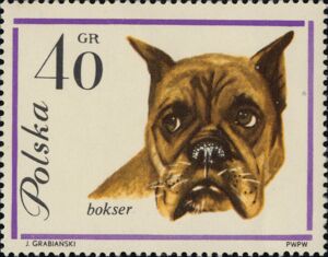 German Boxer (Canis lupus familiaris)