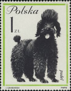 French Poodle (Canis lupus familiaris)