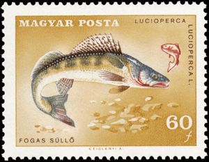 Pike Perch (Lucioperca lucioperca)