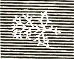 Leopard (Panthera pardus)