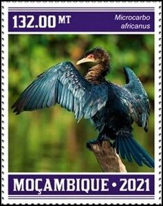 Microcarbo africanus