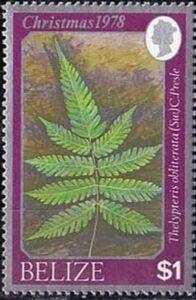 Thelypteris obliterata