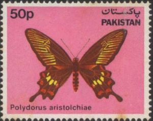 Common Rose (Polydorus aristoichiae)