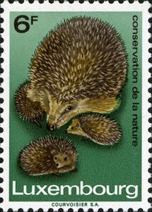 European Hedgehog (Erinaceus europaeus) and 3 Young