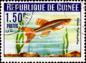 Yellow Gularis (Aphyosemion gulare)