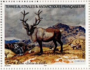 Reindeer (Rangifer tarandus) Fowl "Devil's Volcano"