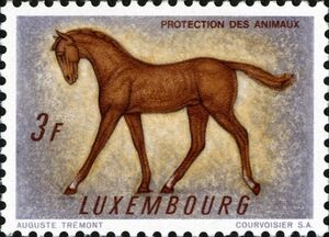 Horse (Equus ferus caballus)