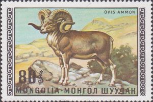 Gobi Argali (Ovis ammon)