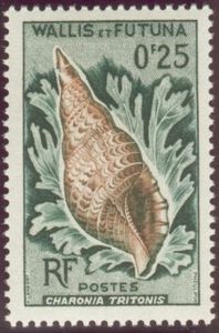 Triton's Trumpet (Charonia tritonis)