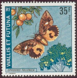 Fruit-piercing Moth (Ophideres fullonica)