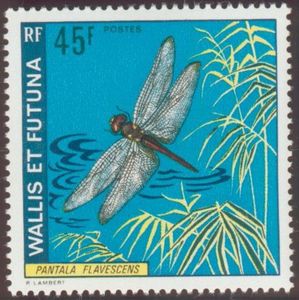 Globe Skimmer (Pantala flavescens)