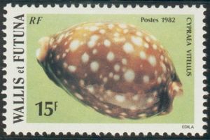 Calf Cowrie (Cypraea vitellus)