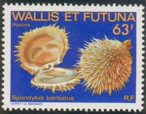 Bearded Thorny Oyster (Spondylus barbatus)