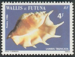 Giant Spider Conch (Lambis truncata)