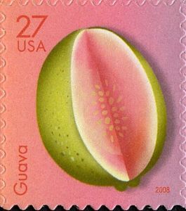 Guava (Psidium guajava)