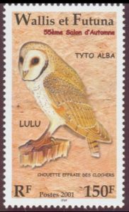 Barn Owl (Tyto alba)