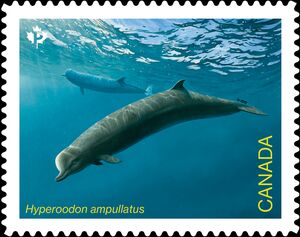 Northern Bottlenose Whale (Hyperoodon ampullatus)