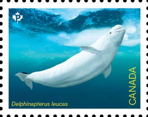 Beluga (Delphinapterus leucas)