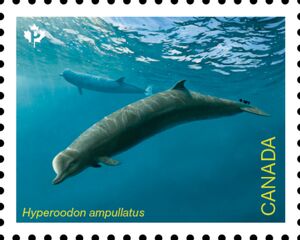 Northern Bottlenose Whale (Hyperoodon ampullatus)