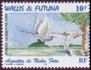 Pacific Reef-Heron (Egretta sacra)