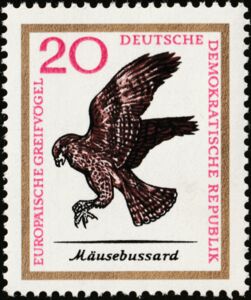 Common Buzzard (Buteo buteo)