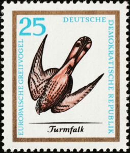 Common Kestrel (Falco tinnunculus)