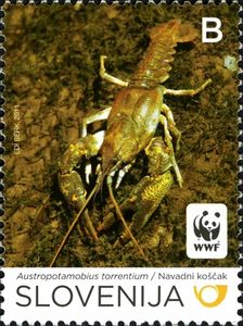 Stone Crayfish (Austropotamobius torrentium)
