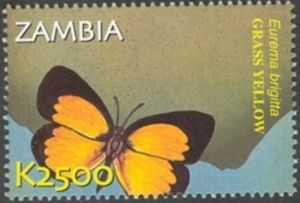 Broad-bordered Grass Yellow (Eurema brigitta)