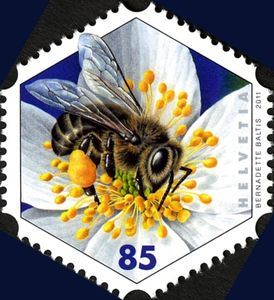 European Honey Bee (Apis mellifera)