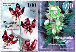 Flora (Helleborus hercegovinus and Lilium cattaniae)
