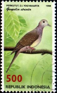 Zebra Dove (Geopelia striata)