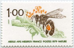 Western Honey Bee (Apis mellifera)