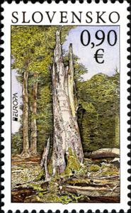 Forests - National Park Poloniny